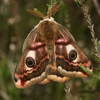 Saturnia pavonia on RikenMon's Nature.Guide