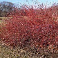 Cornus sanguinea on RikenMon's Nature.Guide