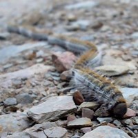 Thaumetopoea pityocampa on RikenMon's Nature.Guide