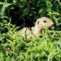Spermophilus citellus on RikenMon's Nature.Guide