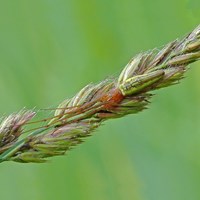Tetragnatha extensa on RikenMon's Nature.Guide