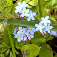 Myosotis scorpioides  on RikenMon's Nature.Guide