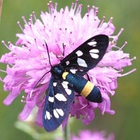 Amata phegea on RikenMon's Nature.Guide