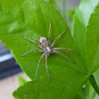 Philodromus cespitum op RikenMon's Natuurgids