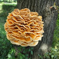 Laetiporus sulphureus  on RikenMon's Nature.Guide