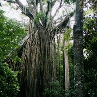 Ficus virens on RikenMon's Nature.Guide