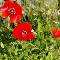 Papaver rhoeas on RikenMon's Nature.Guide