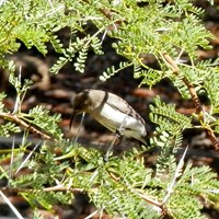 Cinnyris fuscus on RikenMon's Nature.Guide