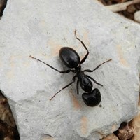Lasius fuliginosus Auf RikenMons Nature.Guide