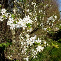 Prunus spinosa on RikenMon's Nature.Guide