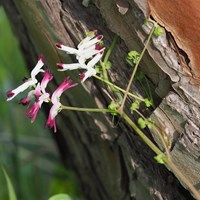 Fumaria capreolata on RikenMon's Nature.Guide