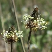 Plantago lanceolata on RikenMon's Nature.Guide