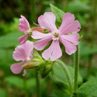 Silene dioica on RikenMon's Nature.Guide