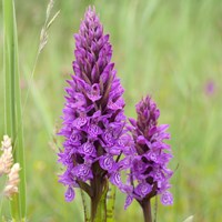 Dactylorhiza majalis on RikenMon's Nature.Guide