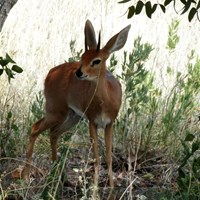 Raphicerus campestris on RikenMon's Nature.Guide