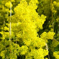 Galium verum on RikenMon's Nature.Guide