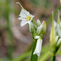 Allium triquetrum on RikenMon's Nature.Guide