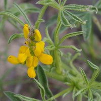 Lupinus luteus on RikenMon's Nature.Guide