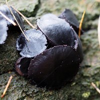 Bulgaria inquinans on RikenMon's Nature.Guide