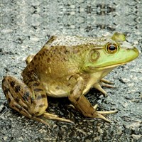 Lithobates catesbeianus on RikenMon's Nature.Guide