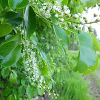 Prunus padus on RikenMon's Nature.Guide