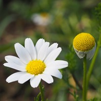 Anthemis arvensis on RikenMon's Nature.Guide