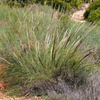 Stipa tenacissima on RikenMon's Nature.Guide