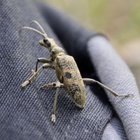 Rhagium inquisitor on RikenMon's Nature.Guide