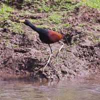 Jacana spinosa on RikenMon's Nature.Guide