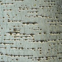 Populus alba on RikenMon's Nature.Guide