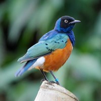Lamprotornis superbus on RikenMon's Nature.Guide
