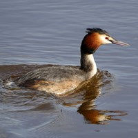 Podiceps cristatus on RikenMon's Nature.Guide