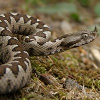 Vipera ammodytes on RikenMon's Nature.Guide