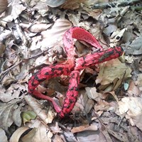Clathrus archeri  on RikenMon's Nature.Guide