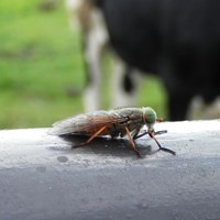 Hybomitra bimaculata on RikenMon's Nature.Guide