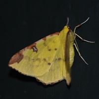 Opisthograptis luteolata on RikenMon's Nature.Guide