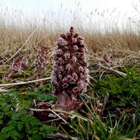 Petasites hybridus on RikenMon's Nature.Guide
