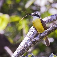Pitangus sulphuratus on RikenMon's Nature.Guide