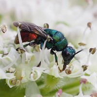 Chrysis ignita on RikenMon's Nature.Guide