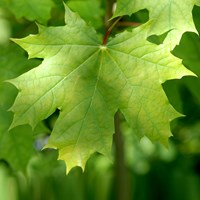 Acer platanoides on RikenMon's Nature.Guide