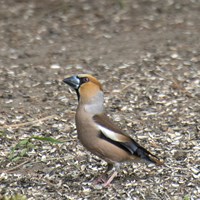 Coccothraustes coccothraustes on RikenMon's Nature.Guide