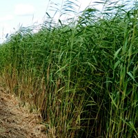 Phragmites australis on RikenMon's Nature.Guide