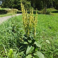 Verbascum nigrum on RikenMon's Nature.Guide