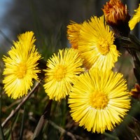 Tussilago farfara on RikenMon's Nature.Guide