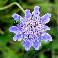Knautia arvensis  on RikenMon's Nature.Guide
