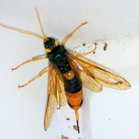 Urocerus gigas on RikenMon's Nature.Guide