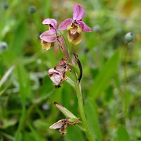 Ophrys tenthredinifera on RikenMon's Nature.Guide