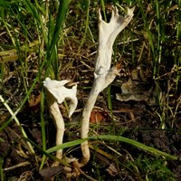 Clavulina rugosa Sur le Nature.Guide de RikenMon