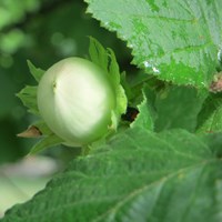 Corylus avellana on RikenMon's Nature.Guide