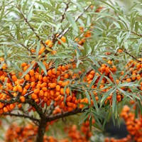 Hippophae rhamnoides on RikenMon's Nature.Guide